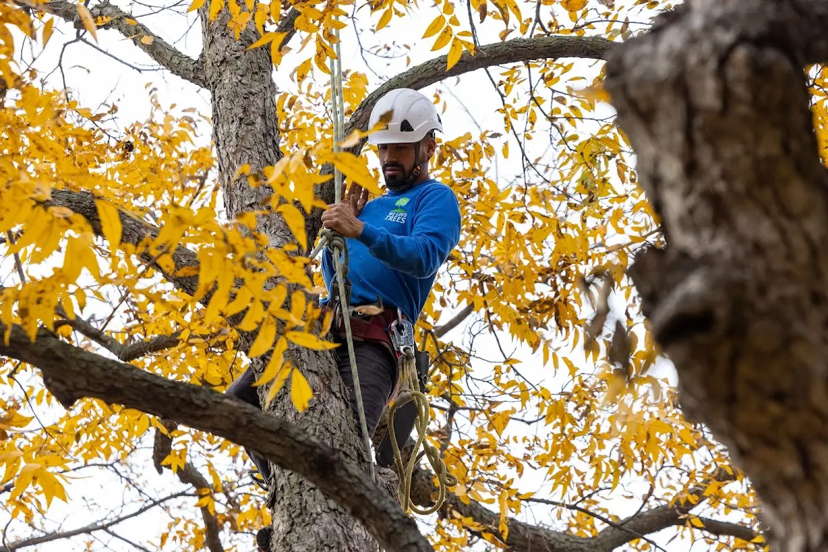 Skilled Tree Planing crew working in Bossier City